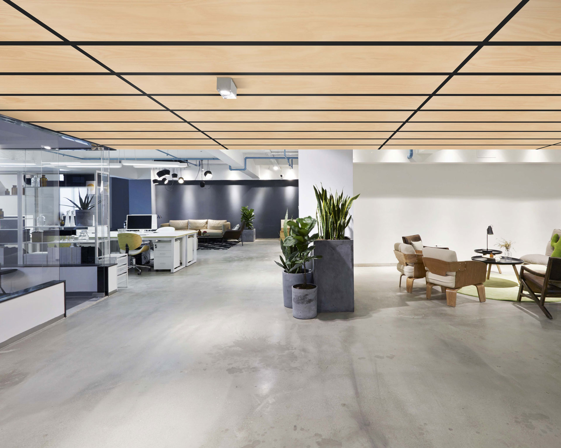 A modern office space with an open floor plan featuring desks and chairs in the background, a seating area with armchairs and a table on the right, and plants in large pots enhancing the decor. The room boasts a light wooden ceiling complemented by printed acoustic felt ceiling panels and grey concrete flooring.