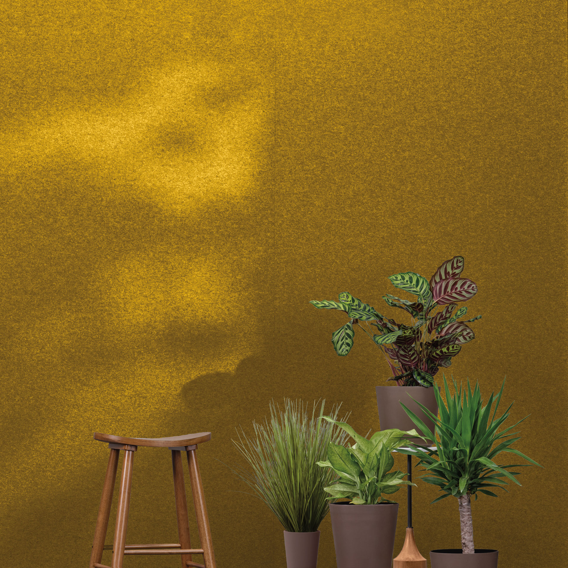 A warm, mustard-yellow wall serves as the backdrop for a wooden stool and five different potted plants of varying heights and types, part of a premier collection. The sunlight casts a soft shadow on the wall, adding depth to the vibrant setting.